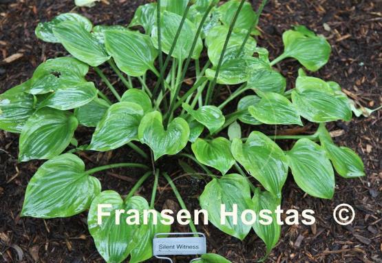 Hosta Silent Witness